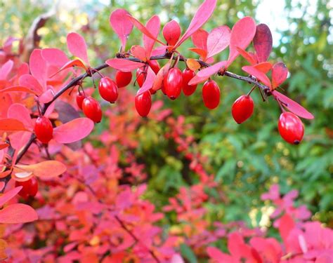 non invasive barberry shrubs